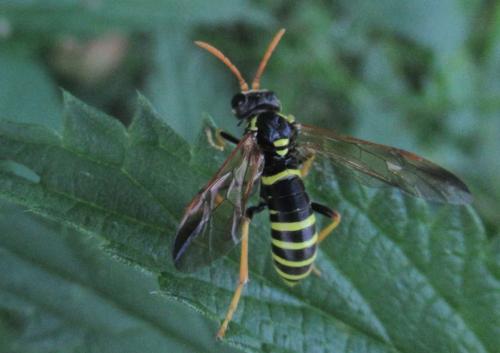 Tenthredo scrophulariae